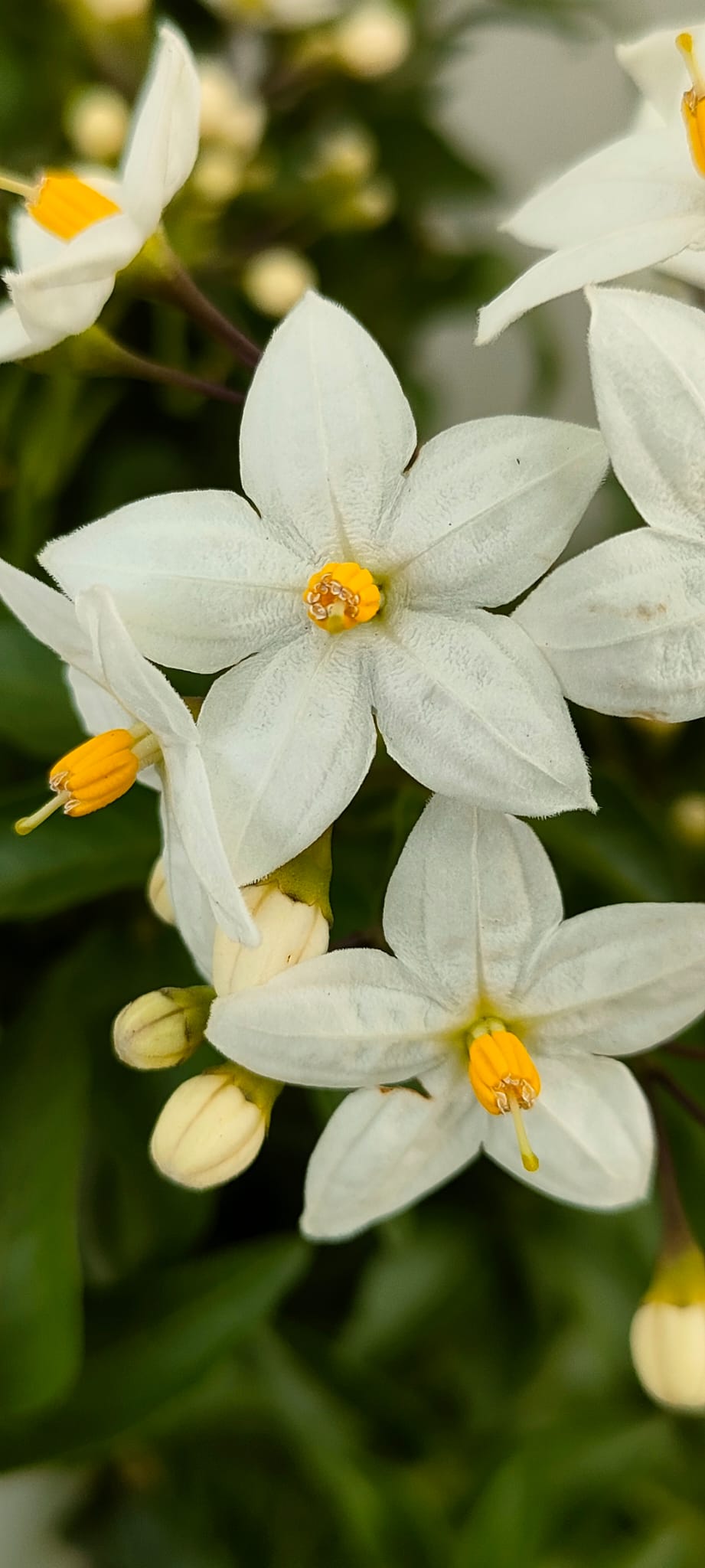 Pianta Solanum Jasminoides, vaso 14 foto reali