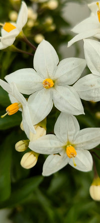 Pianta Solanum Jasminoides, vaso 14 foto reali