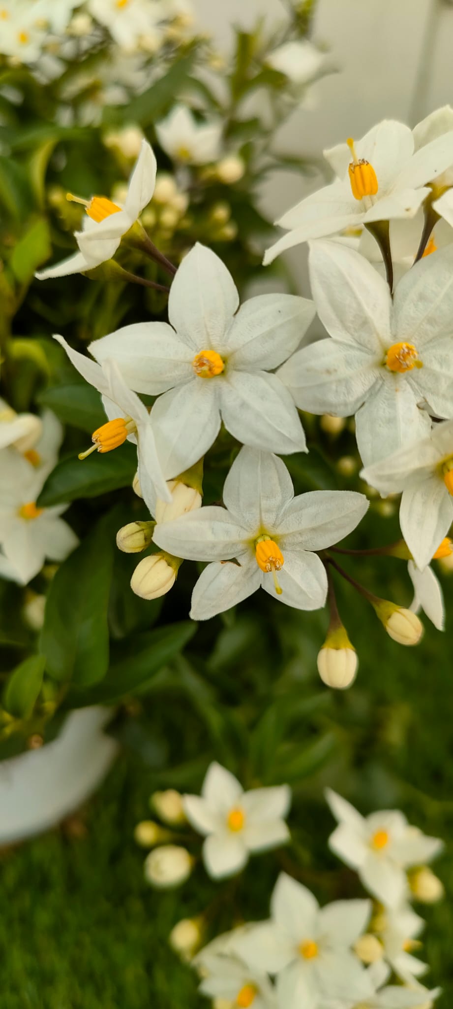 Pianta Solanum Jasminoides, vaso 14 foto reali