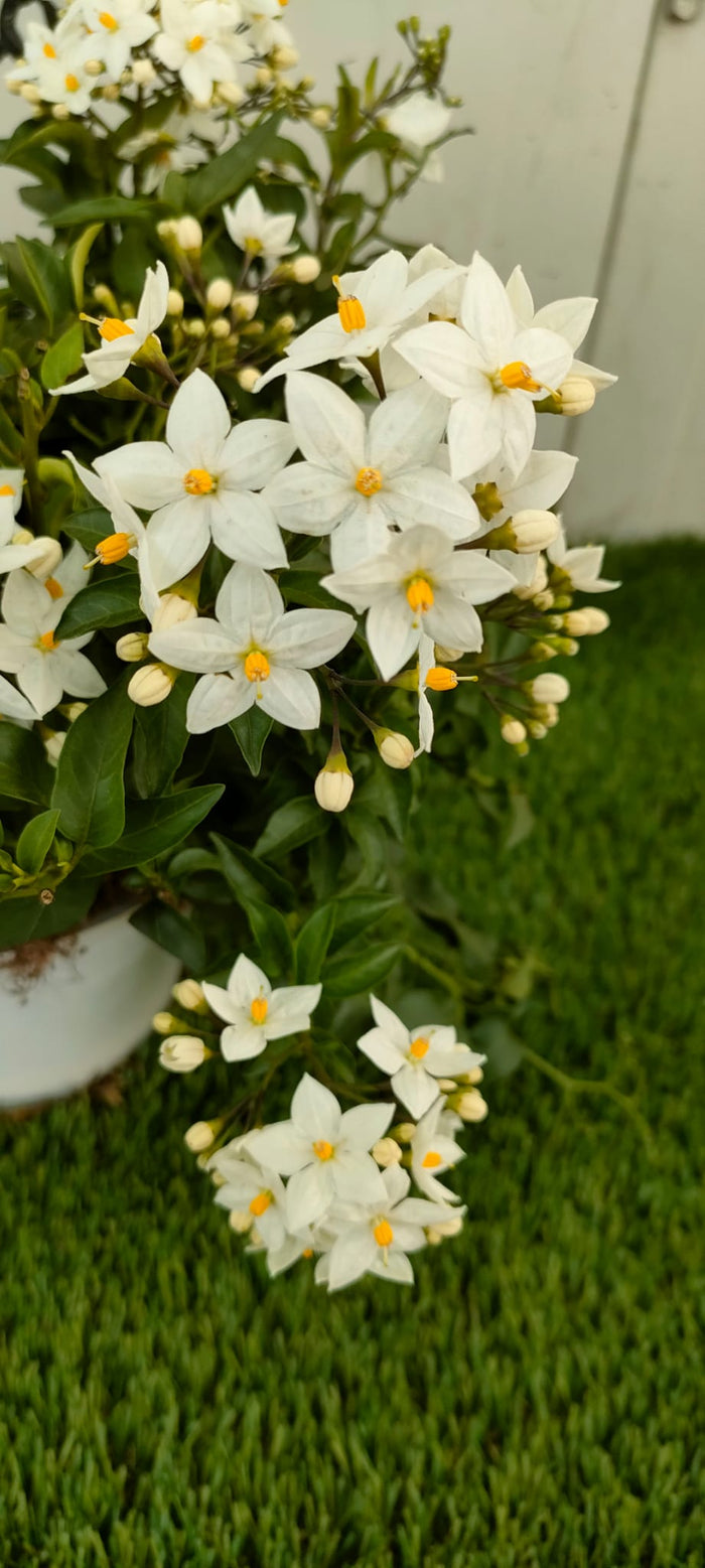 Pianta Solanum Jasminoides, vaso 14 foto reali
