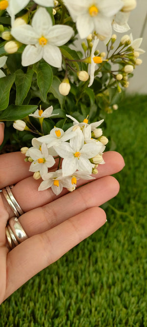 Pianta Solanum Jasminoides, vaso 14 foto reali