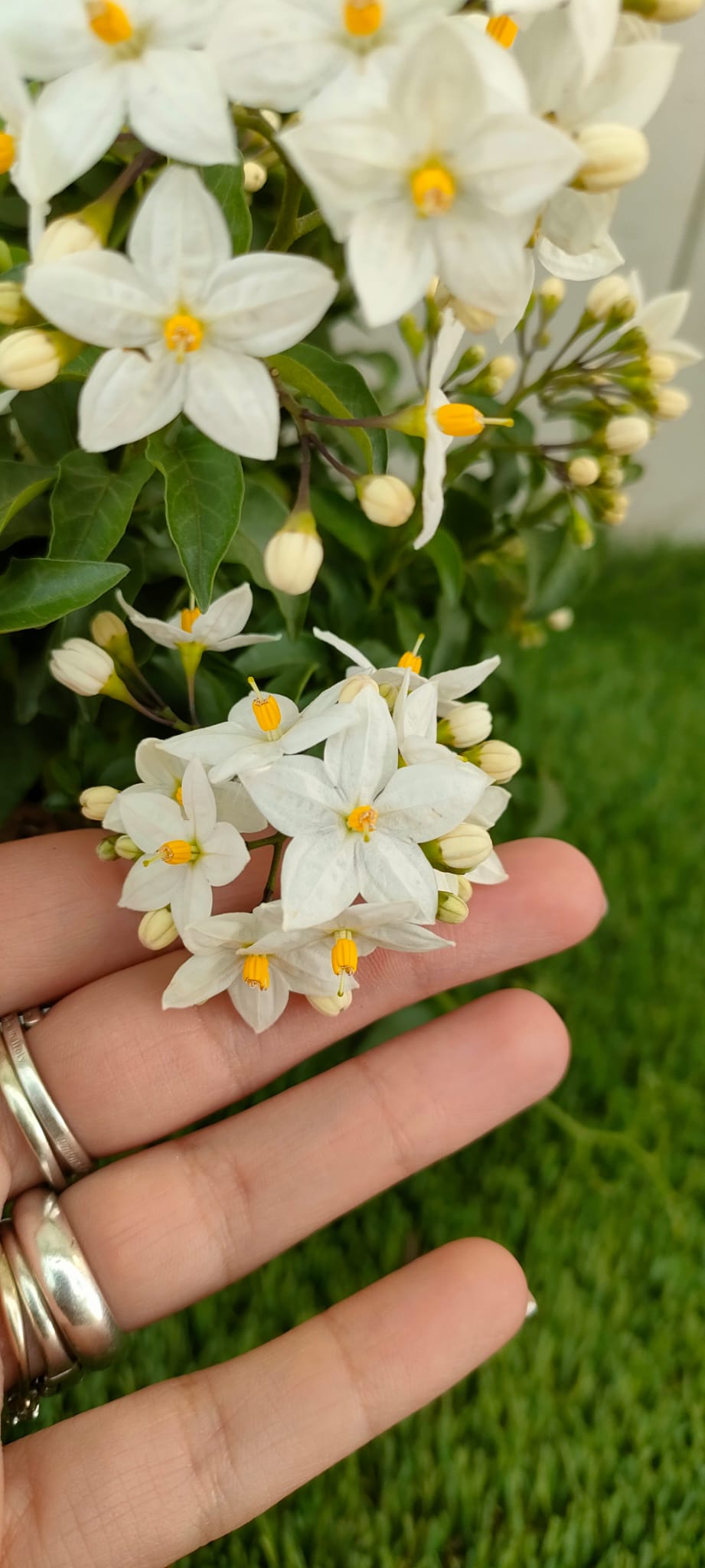 Pianta Solanum Jasminoides, vaso 14 foto reali