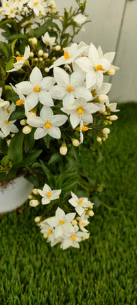 Pianta Solanum Jasminoides, vaso 14 foto reali