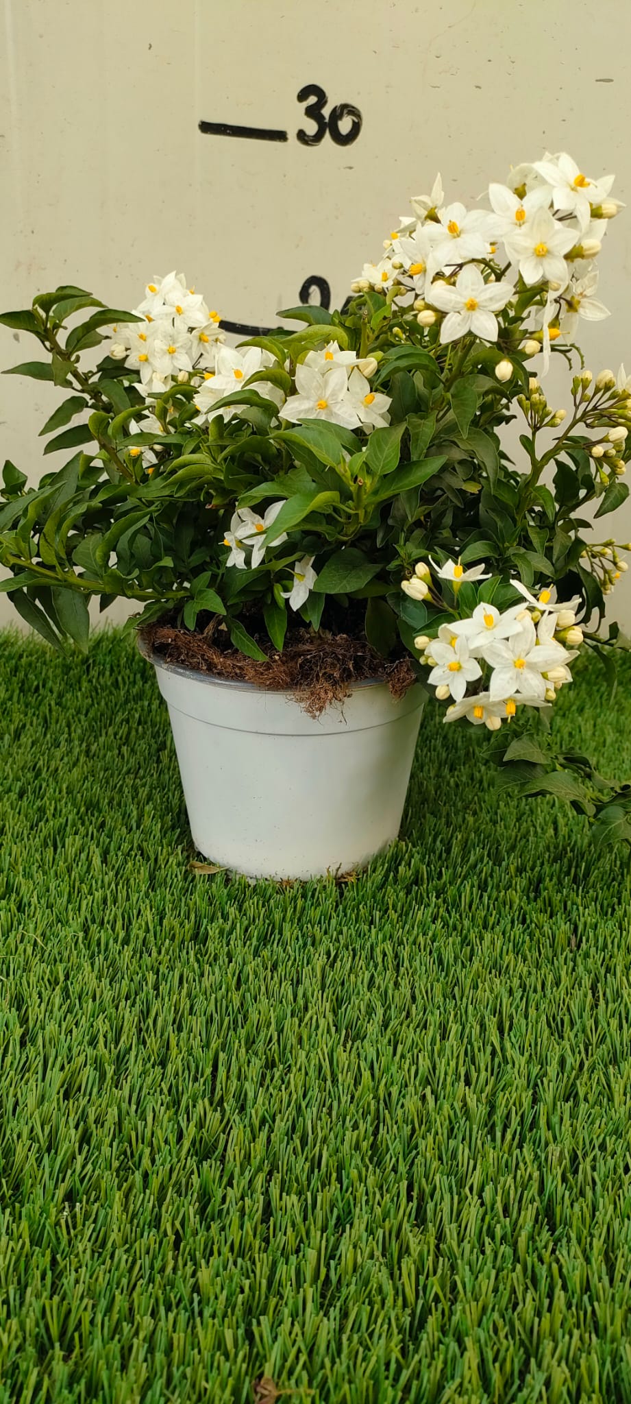 Pianta Solanum Jasminoides, vaso 14 foto reali