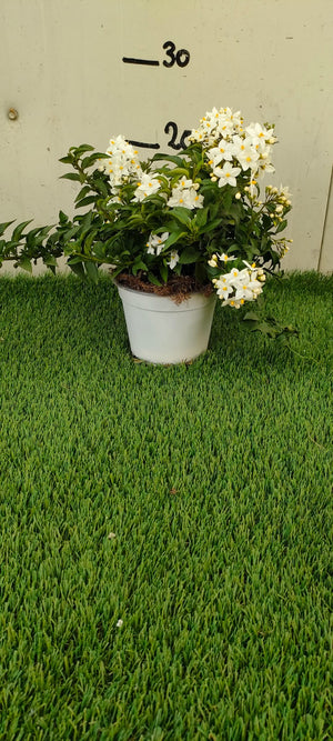 Pianta Solanum Jasminoides, vaso 14 foto reali
