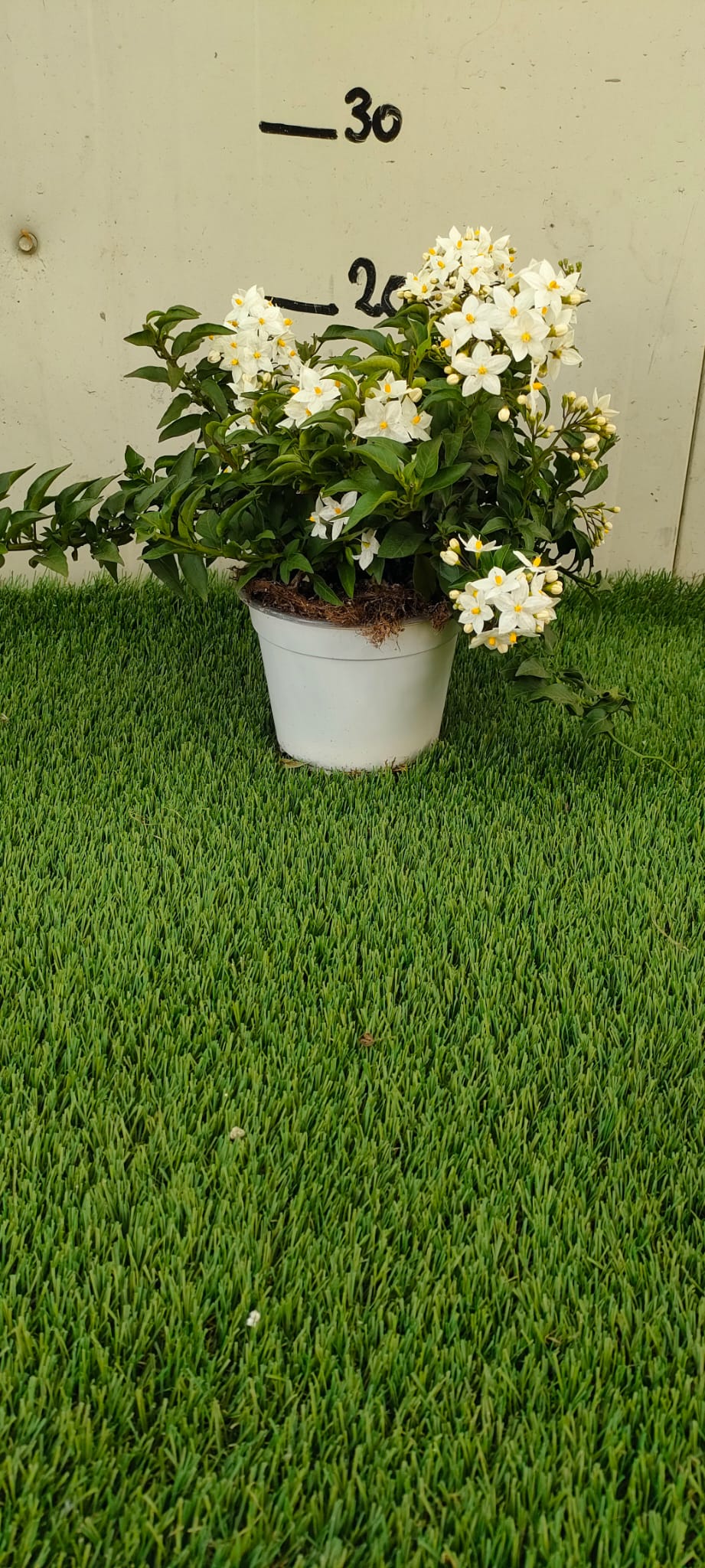 Pianta Solanum Jasminoides, vaso 14 foto reali