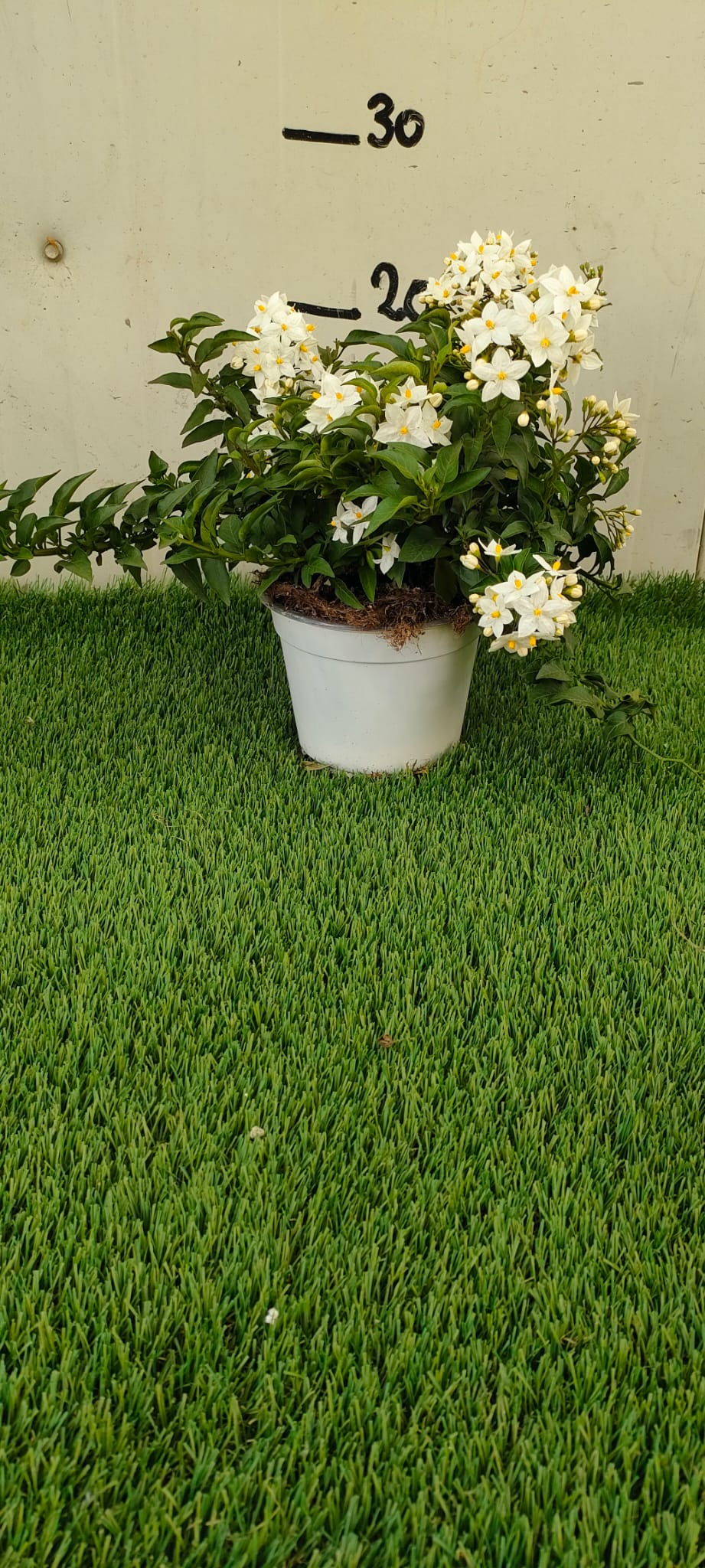 Pianta Solanum Jasminoides, vaso 14 foto reali