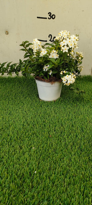 Pianta Solanum Jasminoides, vaso 14 foto reali