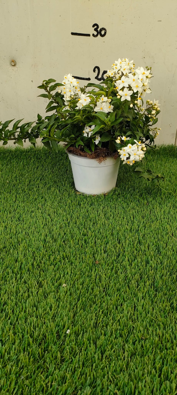 Pianta Solanum Jasminoides, vaso 14 foto reali