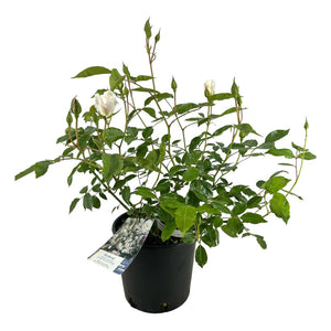 Pianta ROSA BREVETTATA ICEBERG ® bianca MEILLAND vera PROFUMATA vaso19 FOTO REAL