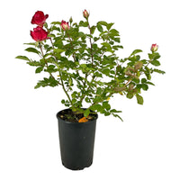 Pianta ROSA BREVETTATA JUBILE PRINCE DE MONACO ® MEILLAND PROFUMATA vaso19