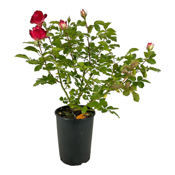 Pianta ROSA BREVETTATA JUBILE PRINCE DE MONACO ® MEILLAND PROFUMATA vaso19