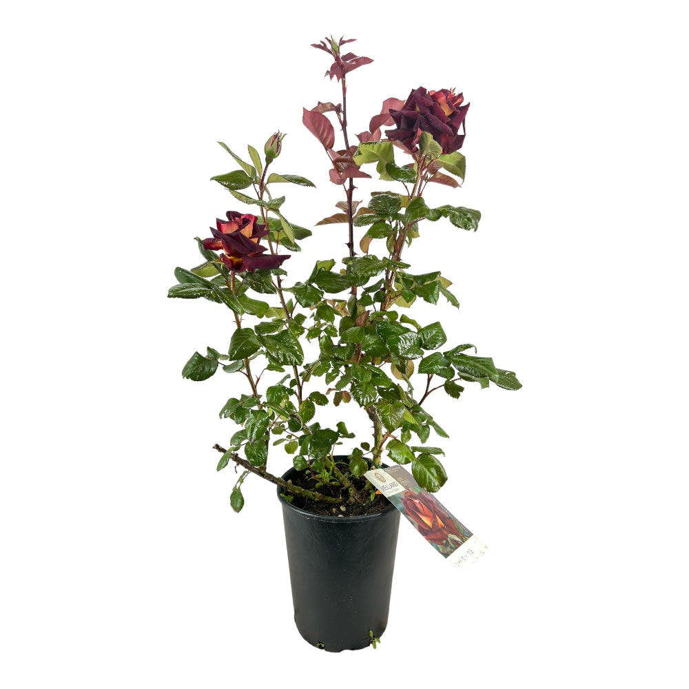 Pianta ROSA BREVETTATA EDDY MITCHELL ® MEILLAND rosso nero vera PROFUMATA vaso19
