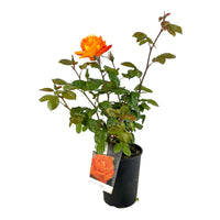 Pianta ROSA BREVETTATA LOUIS DE FUNES ® RAMPICANTE arancione MEILLAND FOTO REALE