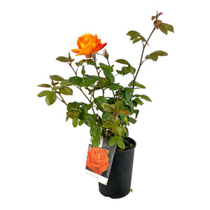 Pianta ROSA BREVETTATA LOUIS DE FUNES ® RAMPICANTE arancione MEILLAND FOTO REALE