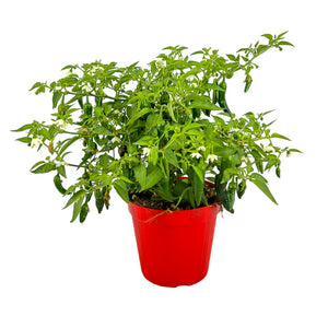 1 Pianta di PEPERONCINO PICCANTE CAYENNA ROSSO vaso 14cm peperoncini