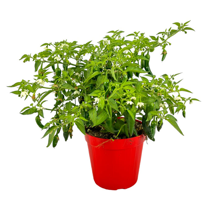 1 Pianta di PEPERONCINO PICCANTE CAYENNA ROSSO vaso 14cm peperoncini