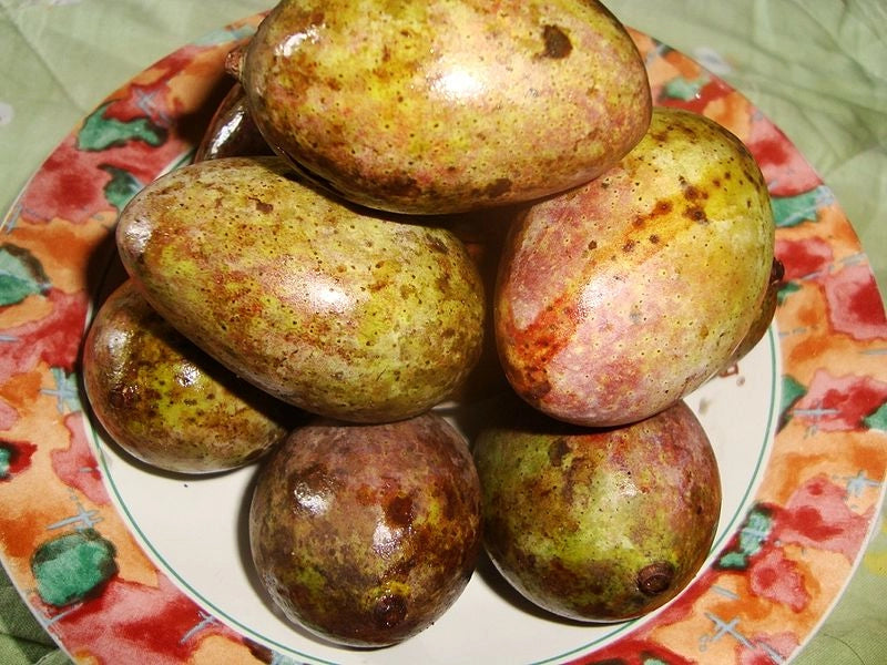 Kasturi Mango Plant Mangifera Casturi - Pianta di Frutto Frutta Foto Reali