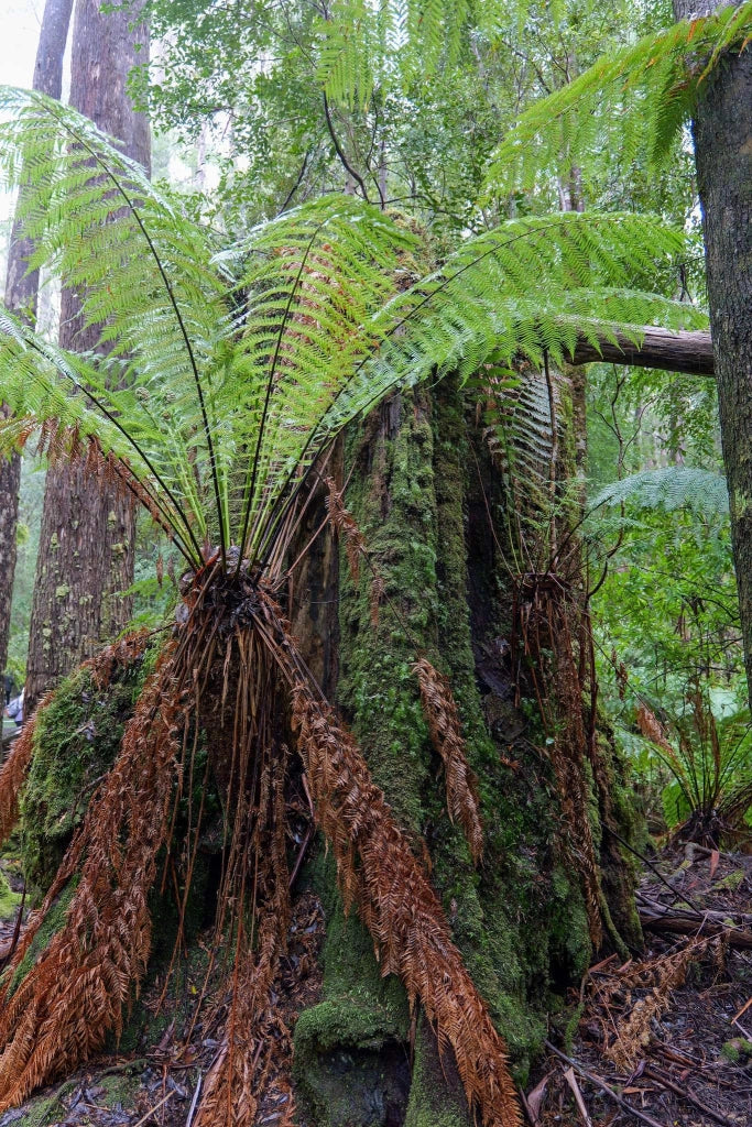 DIKSONIA ANTARTICA (FELCE ARBOREA) H 100 - 110 CM VASO 55