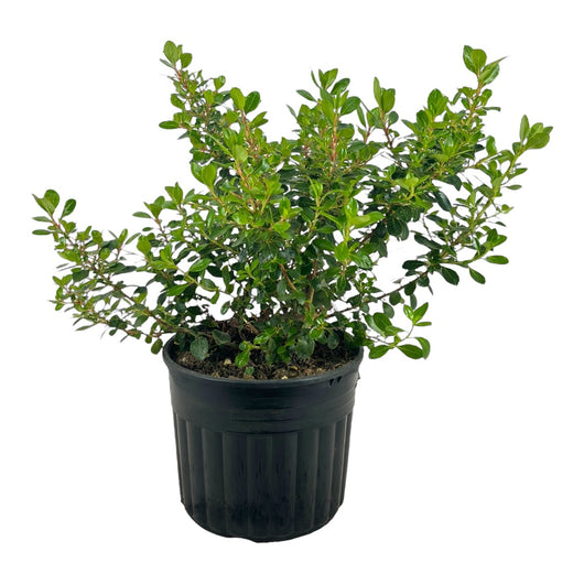 ESCALLONIA RED DREAM fiore ROSSO sempreverde H40CM vaso16 FOTO REALE