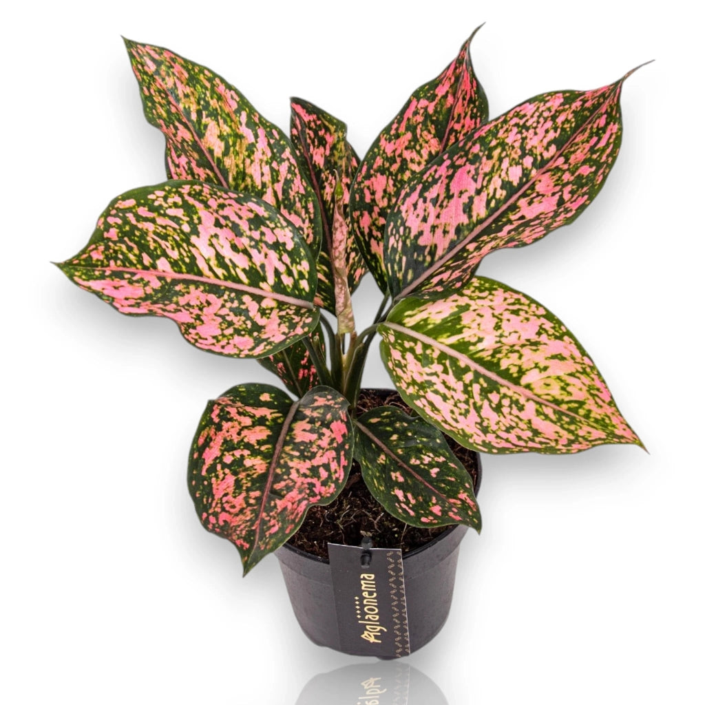 Gardenaria Aglaonema 'Pink Leopard' - Pianta da interno ornamentale Altezza: 40 cm (vaso 12)
