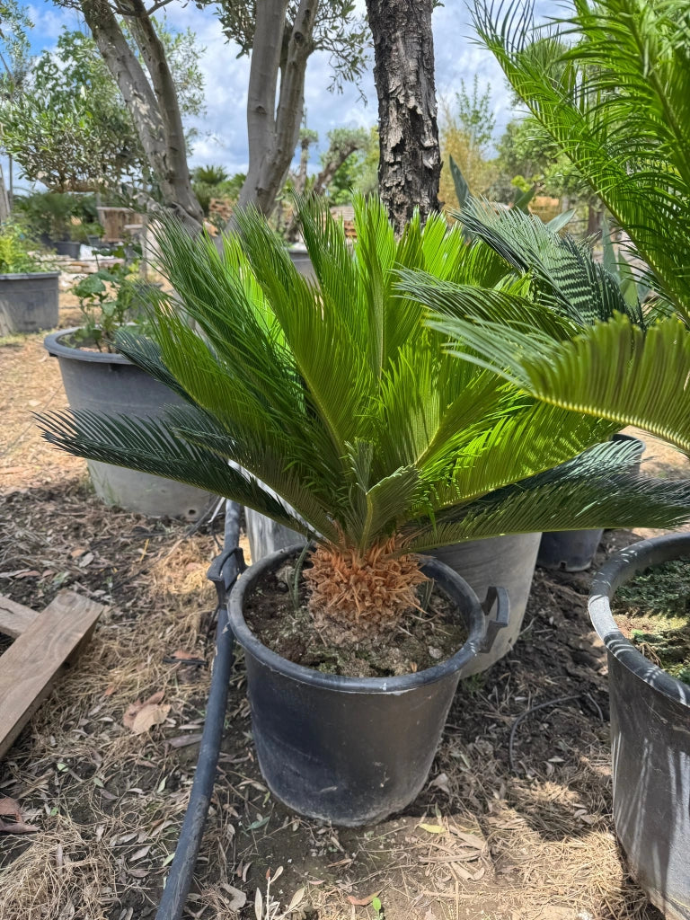 Cicas in vaso 30 cm – Pianta ornamentale tropicale elegante e resistente