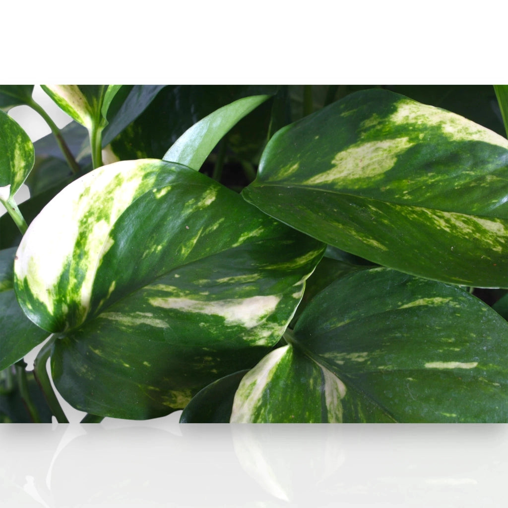 Gardenaria Epipremnum pinnatum 'Aureum' - pothos - Pianta da interno ornamentale Altezza: 35 cm (vaso 15)