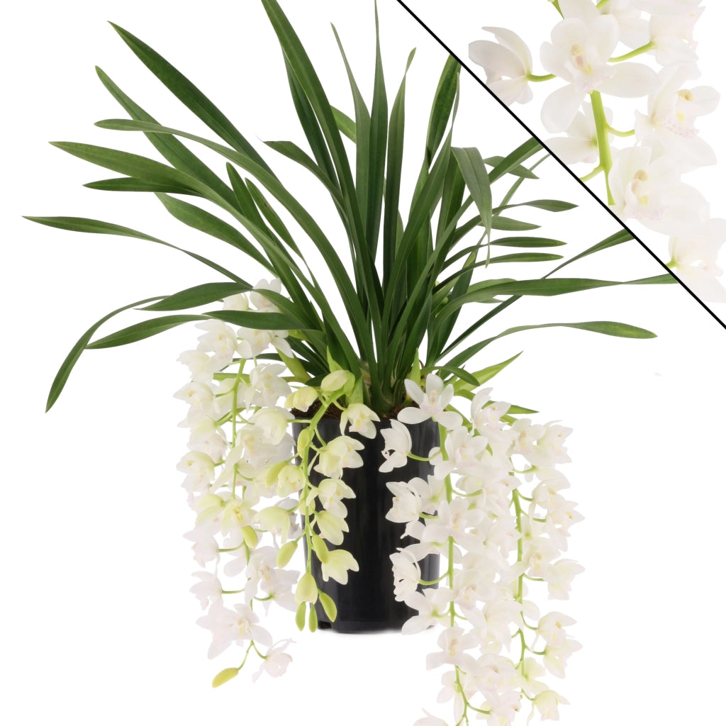 Gardenaria Cymbidium white 'Ice cascade' - Pianta da interno ornamentale Altezza: 60 cm (vaso 14)