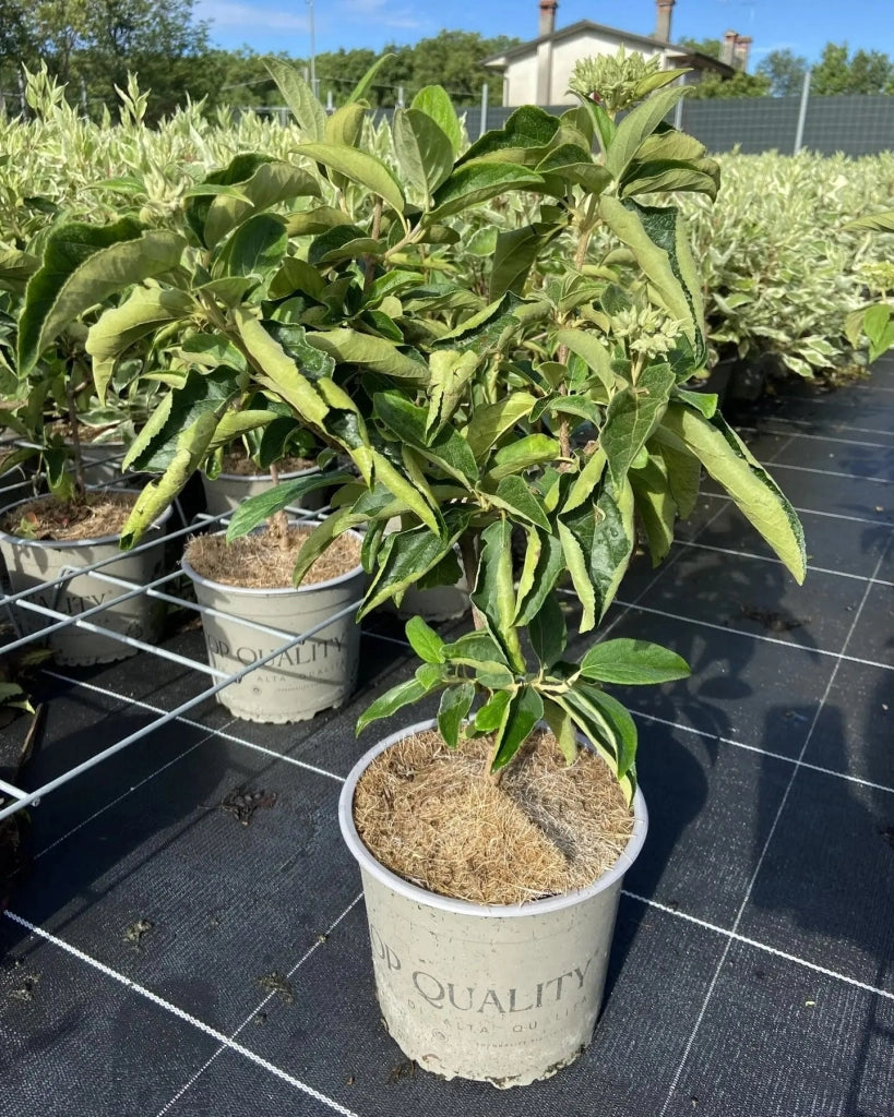 Gardenaria Viburno - Viburnum 'Macrocephalum' - Arbusto ornamentale da giardino Altezza: 50/70 cm (vaso19)