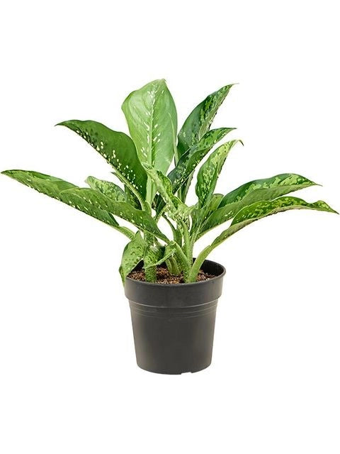 Dieffenbachia Crocodile vaso 17 cm – Pianta da interno foglia decorativa