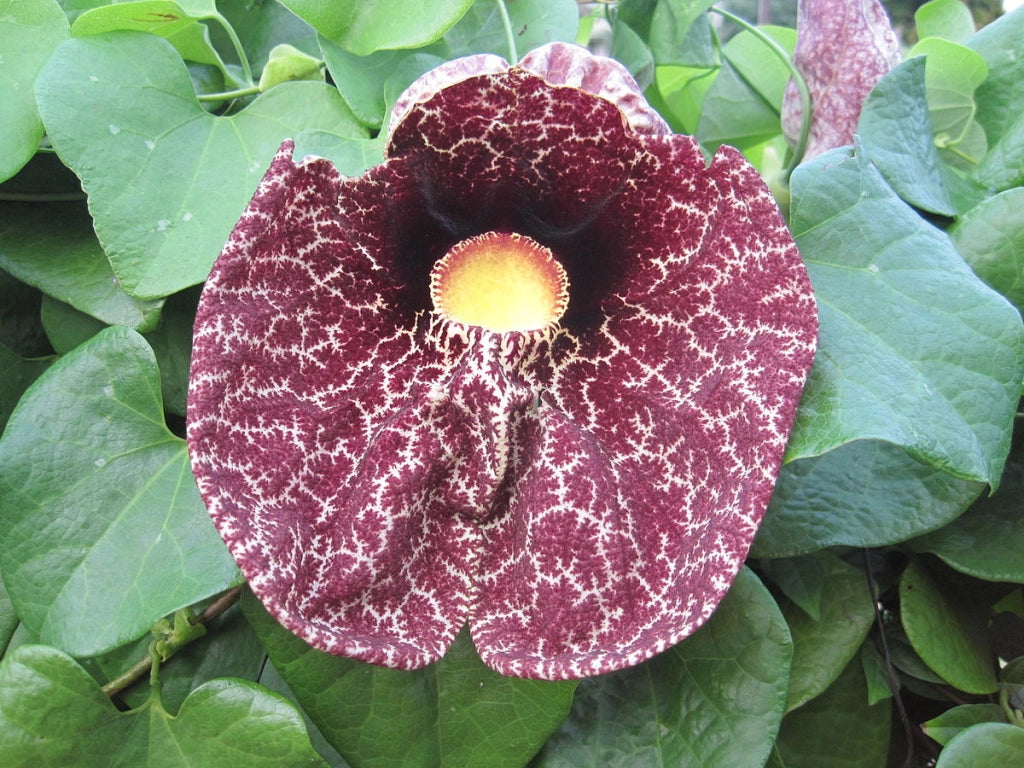 Aristolochia gigantea  H 100CM in vaso foto reali pianta rampicante vaso 18cm