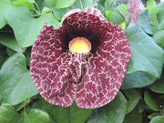 Aristolochia gigantea  H 100CM in vaso foto reali pianta rampicante vaso 18cm