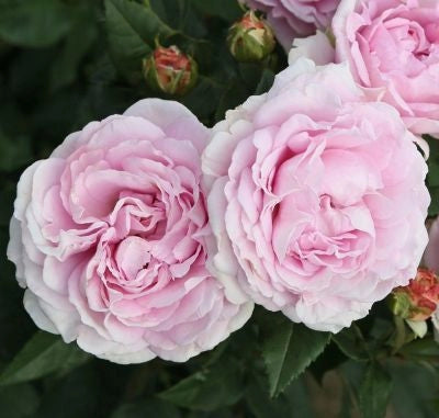 Gardenaria Rosa 'Konigin Marie' - Rosa da giardino Altezza: 40/50 cm (vaso20)