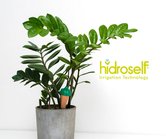 2 quadrifogli coni in terracotta irroratori a traspirazione per irrigazione