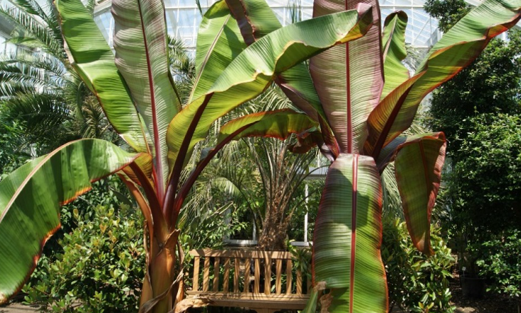 Pianta Musa Maurelli, Banano rosso foto reali