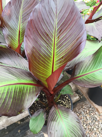 Pianta Musa Maurelli, Banano rosso foto reali