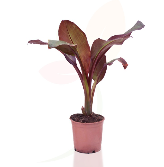 Pianta Musa Maurelli, Banano rosso foto reali