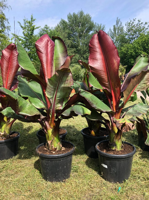 Pianta Musa Maurelli, Banano rosso foto reali