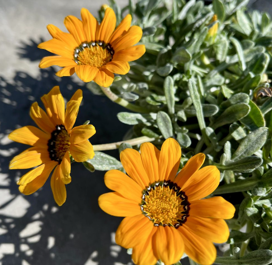 Pianta Gazania marittima, vaso 18 foto reali Colore: Arancio