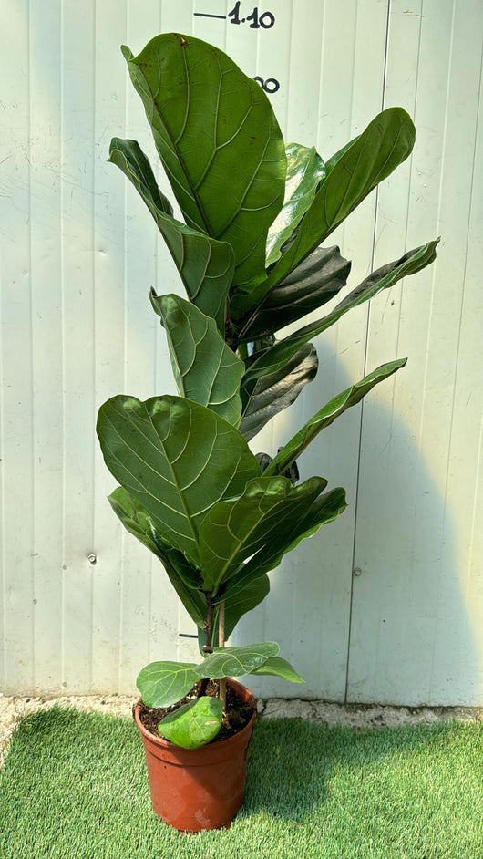 Ficus Lyrata Foto Reali H 100cm vaso 17cm