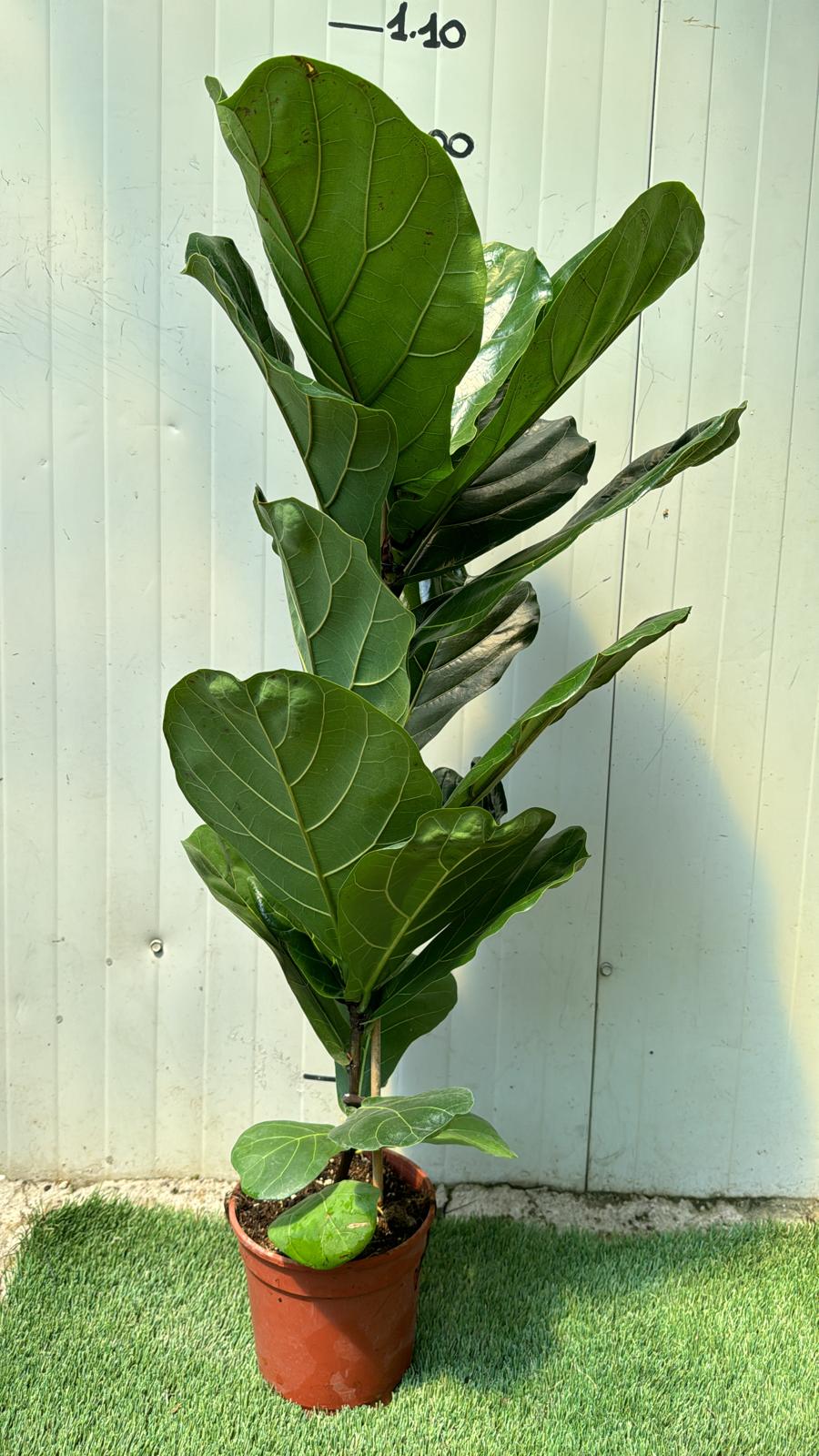 Ficus Lyrata Foto Reali H 100cm vaso 17cm