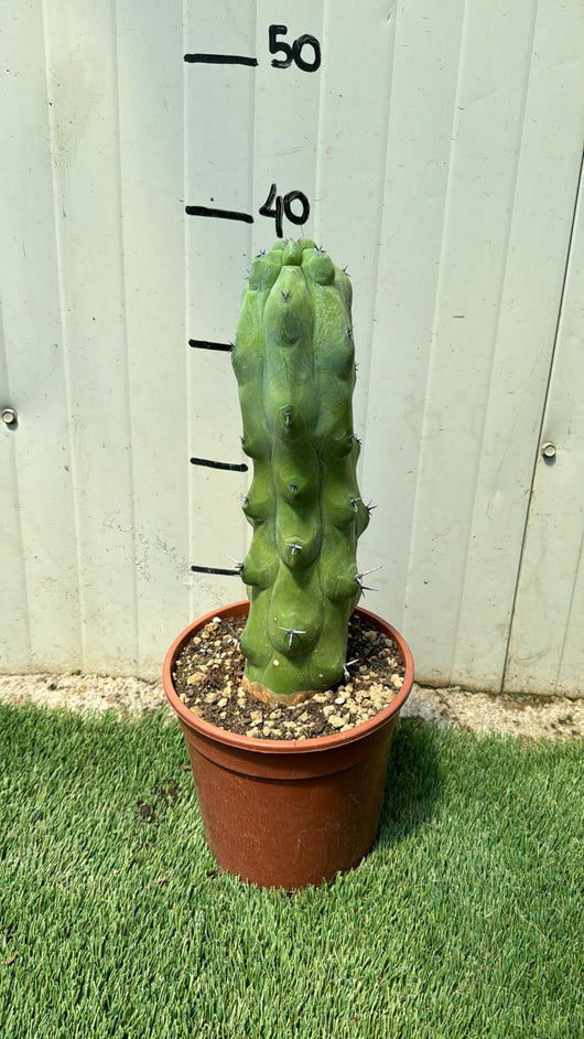 Pianta di Myrtillocactus Fukurokuryuzinboku, h40 cm vaso 18, foto reali