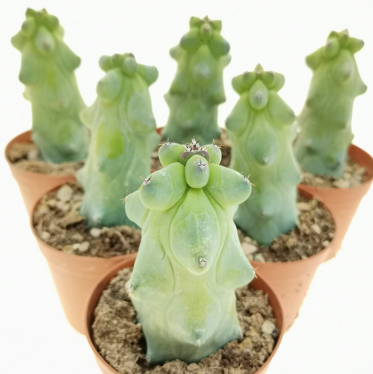 Pianta di Myrtillocactus Fukurokuryuzinboku, h40 cm vaso 18, foto reali