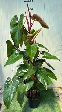 Piante philodendron emerald red, h110 vaso 20, foto reali