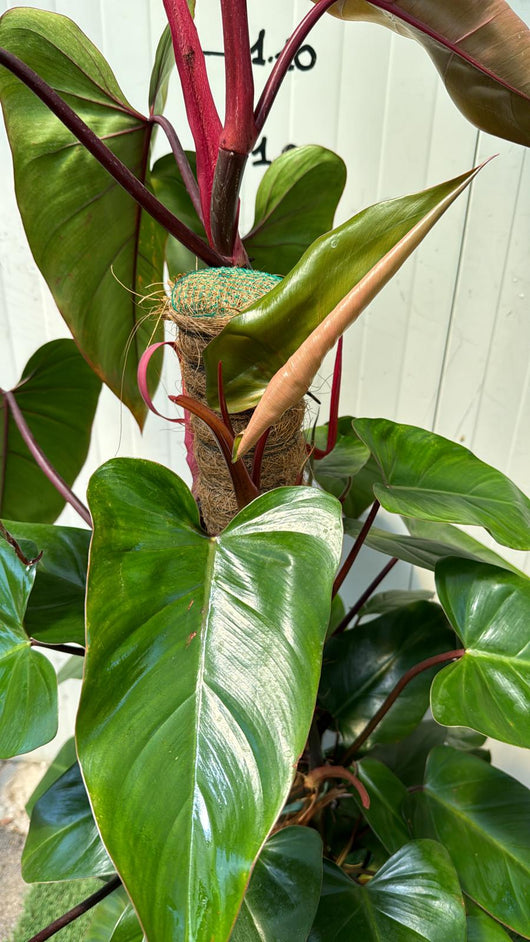 Piante philodendron emerald red, h110 vaso 20, foto reali