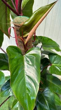 Piante philodendron emerald red, h110 vaso 20, foto reali