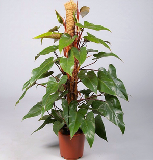 Piante philodendron emerald red, h110 vaso 20, foto reali