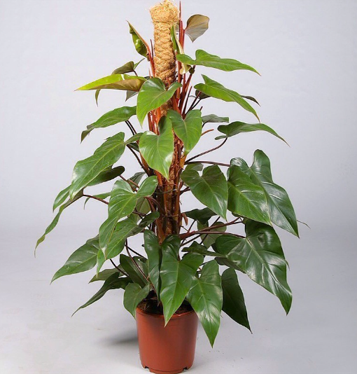 Piante philodendron emerald red, h110 vaso 20, foto reali