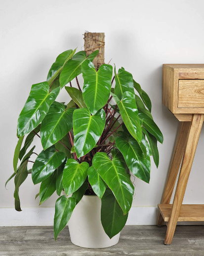 Piante philodendron emerald red, h110 vaso 20, foto reali