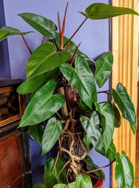 Piante philodendron emerald red, h110 vaso 20, foto reali